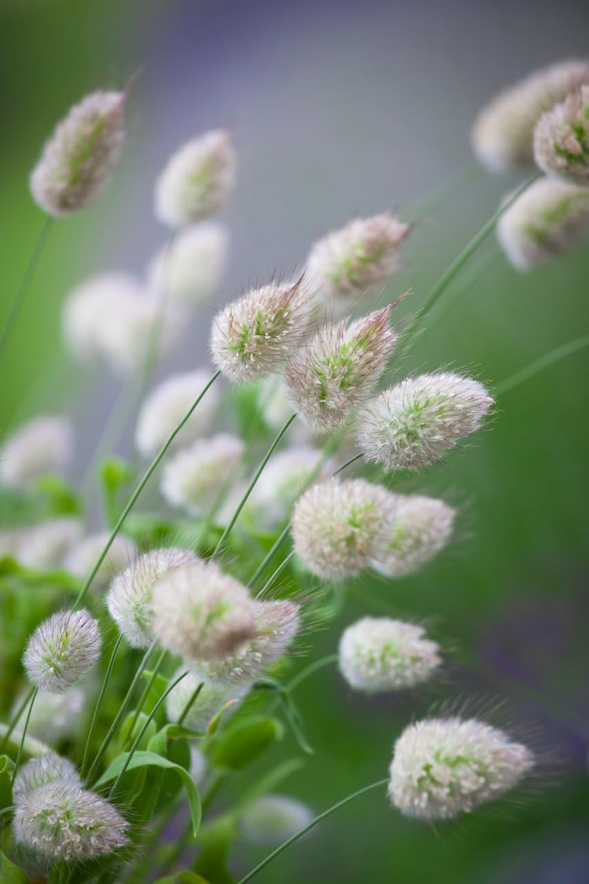 Heirloom Non-GMO Lagurus Ovatus Flower Seeds for Planting – Bunny Tail Grass Ornamental Blooms - Non-GMO for planting in home garden